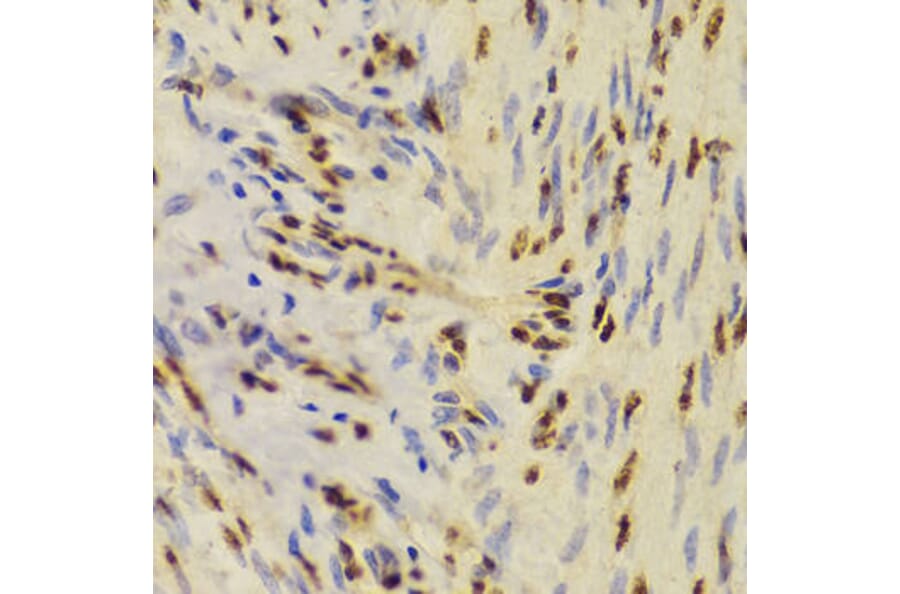 Immunohistochemistry - XRCC5 Antibody from Signalway Antibody (33099) - Antibodies.com