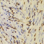 Immunohistochemistry - XRCC5 Antibody from Signalway Antibody (33099) - Antibodies.com