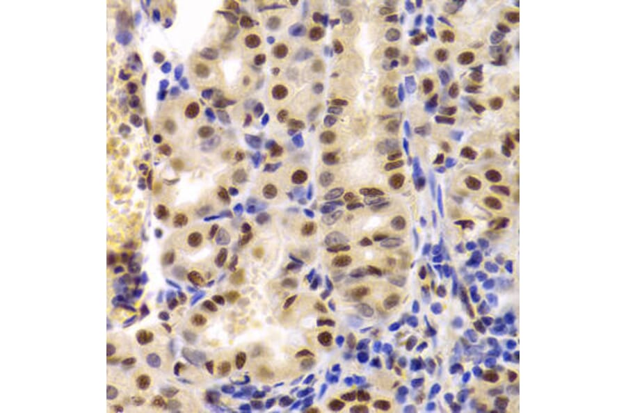 Immunohistochemistry - XRCC5 Antibody from Signalway Antibody (33099) - Antibodies.com