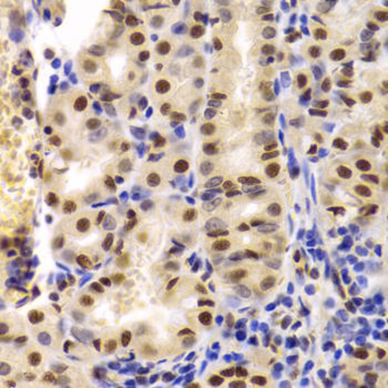 Immunohistochemistry - XRCC5 Antibody from Signalway Antibody (33099) - Antibodies.com
