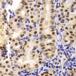 Immunohistochemistry - XRCC5 Antibody from Signalway Antibody (33099) - Antibodies.com