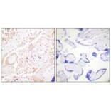 Immunohistochemistry - GATA3 Antibody from Signalway Antibody (33160) - Antibodies.com