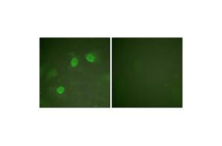 Immunofluorescence - GATA3 Antibody from Signalway Antibody (33160) - Antibodies.com