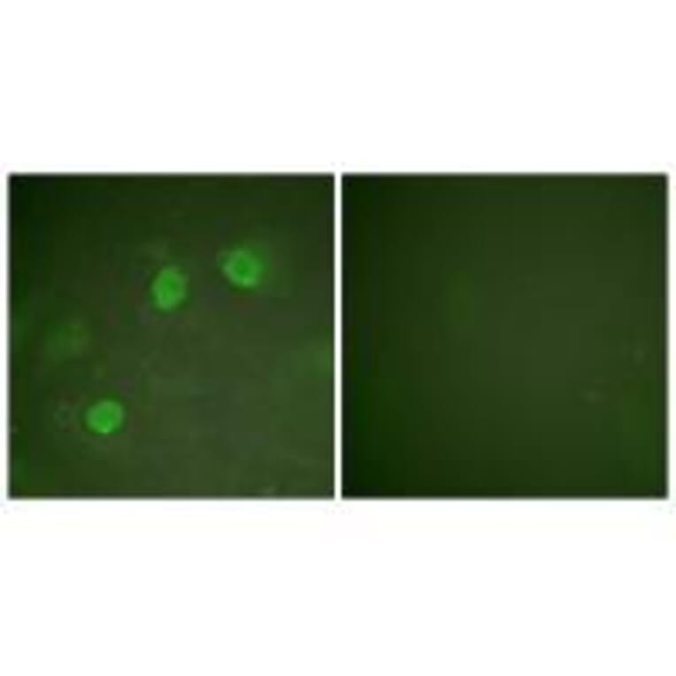 Immunofluorescence - GATA3 Antibody from Signalway Antibody (33160) - Antibodies.com