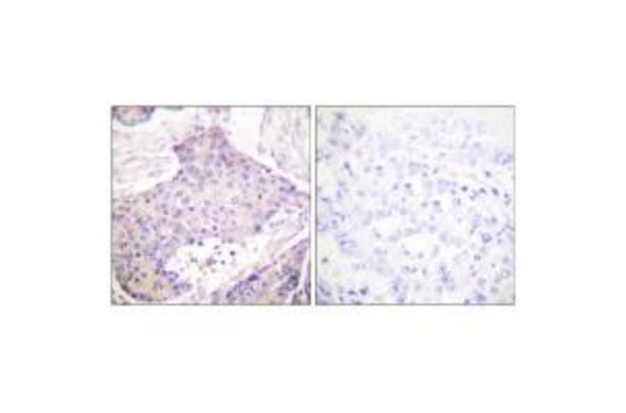 Immunohistochemistry - CARD6 Antibody from Signalway Antibody (33329) - Antibodies.com