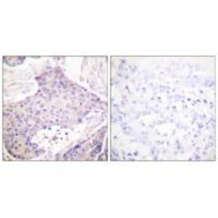 Immunohistochemistry - CARD6 Antibody from Signalway Antibody (33329) - Antibodies.com