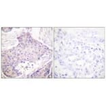 Immunohistochemistry - CARD6 Antibody from Signalway Antibody (33329) - Antibodies.com