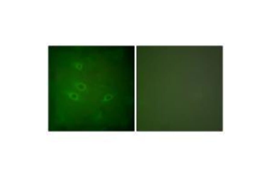 Immunofluorescence - CARD6 Antibody from Signalway Antibody (33329) - Antibodies.com