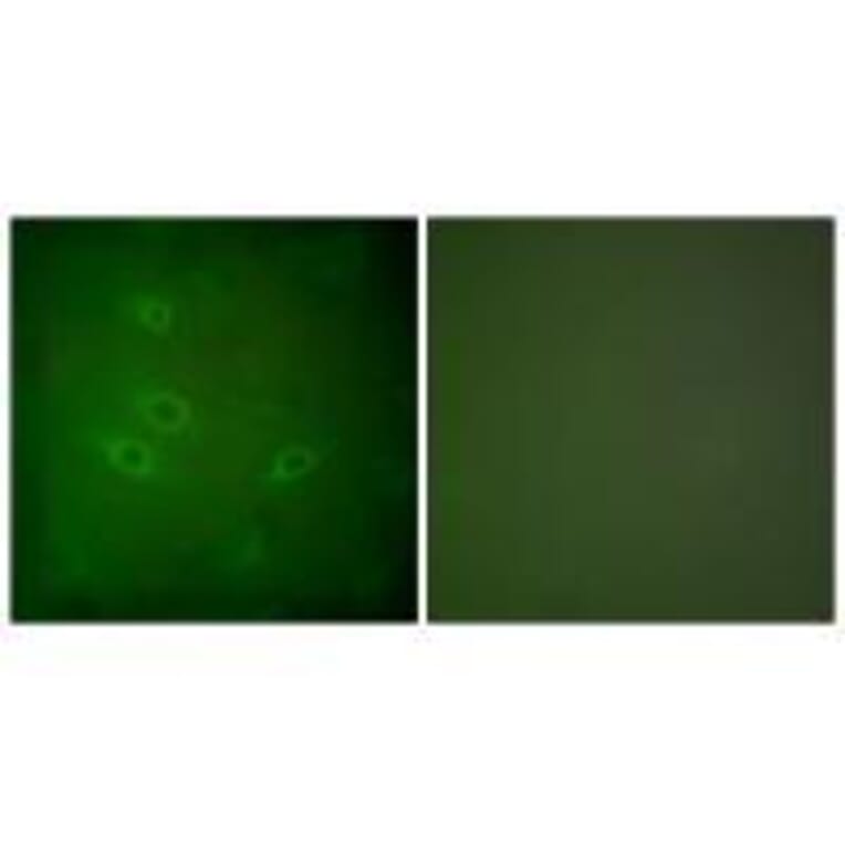 Immunofluorescence - CARD6 Antibody from Signalway Antibody (33329) - Antibodies.com