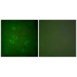 Immunofluorescence - CARD6 Antibody from Signalway Antibody (33329) - Antibodies.com