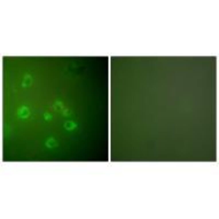 Immunofluorescence - GRP78 Antibody from Signalway Antibody (33395) - Antibodies.com