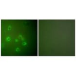 Immunofluorescence - GRP78 Antibody from Signalway Antibody (33395) - Antibodies.com