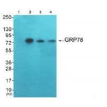 Western blot - GRP78 Antibody from Signalway Antibody (33395) - Antibodies.com