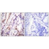 Immunohistochemistry - HDAC9 Antibody from Signalway Antibody (33403) - Antibodies.com
