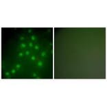 Immunofluorescence - HDAC9 Antibody from Signalway Antibody (33403) - Antibodies.com