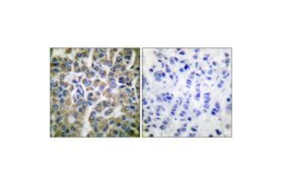 Immunohistochemistry - HSP10 Antibody from Signalway Antibody (33405) - Antibodies.com