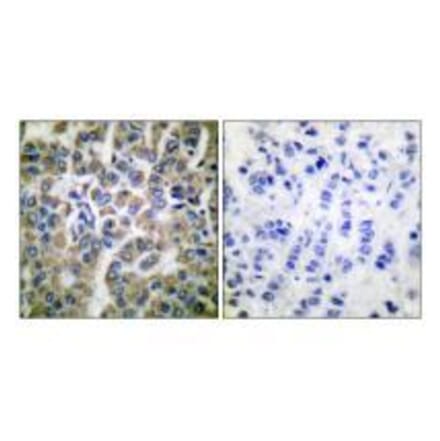 Immunohistochemistry - HSP10 Antibody from Signalway Antibody (33405) - Antibodies.com