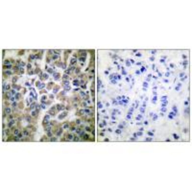Immunohistochemistry - HSP10 Antibody from Signalway Antibody (33405) - Antibodies.com