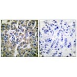 Immunohistochemistry - HSP10 Antibody from Signalway Antibody (33405) - Antibodies.com