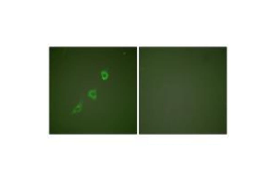 Immunofluorescence - HSP10 Antibody from Signalway Antibody (33405) - Antibodies.com