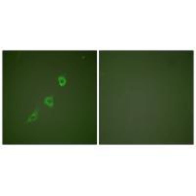 Immunofluorescence - HSP10 Antibody from Signalway Antibody (33405) - Antibodies.com