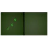 Immunofluorescence - HSP10 Antibody from Signalway Antibody (33405) - Antibodies.com