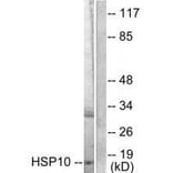 Western blot - HSP10 Antibody from Signalway Antibody (33405) - Antibodies.com
