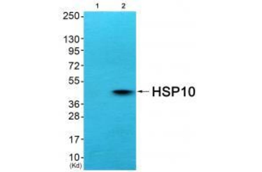 Western blot - HSP10 Antibody from Signalway Antibody (33405) - Antibodies.com