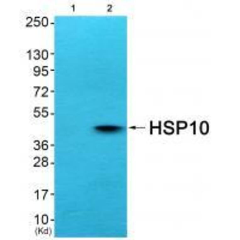 Western blot - HSP10 Antibody from Signalway Antibody (33405) - Antibodies.com