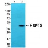 Western blot - HSP10 Antibody from Signalway Antibody (33405) - Antibodies.com