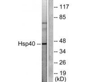 Western blot - HSP40 Antibody from Signalway Antibody (33407) - Antibodies.com