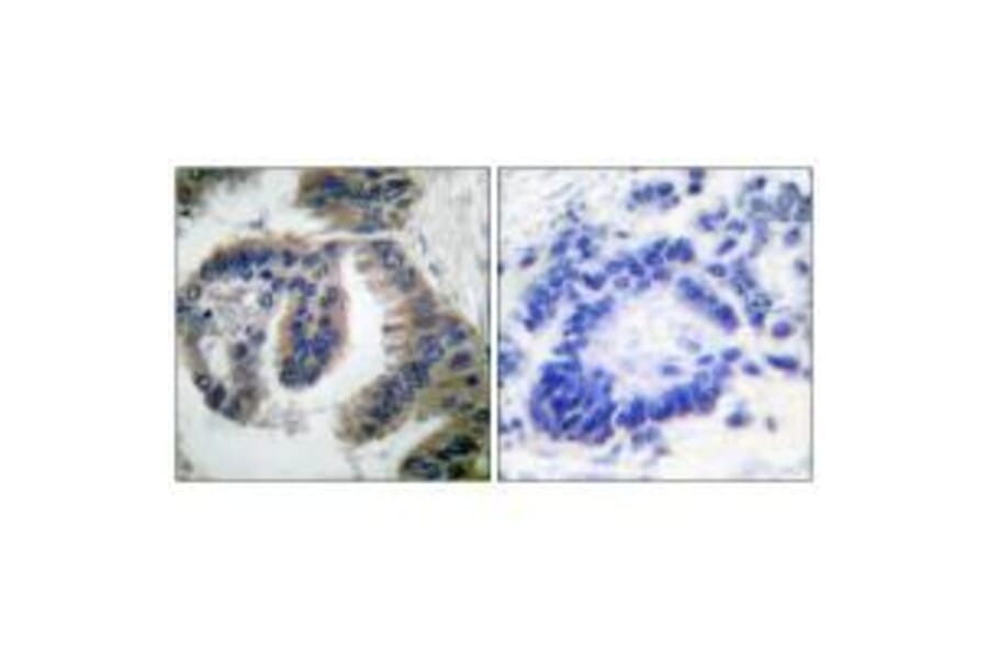 Immunohistochemistry - HSP40 Antibody from Signalway Antibody (33407) - Antibodies.com