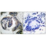 Immunohistochemistry - HSP40 Antibody from Signalway Antibody (33407) - Antibodies.com