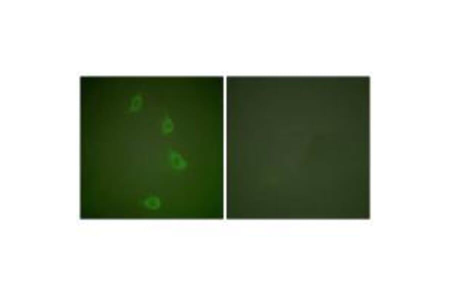 Immunofluorescence - HSP40 Antibody from Signalway Antibody (33407) - Antibodies.com