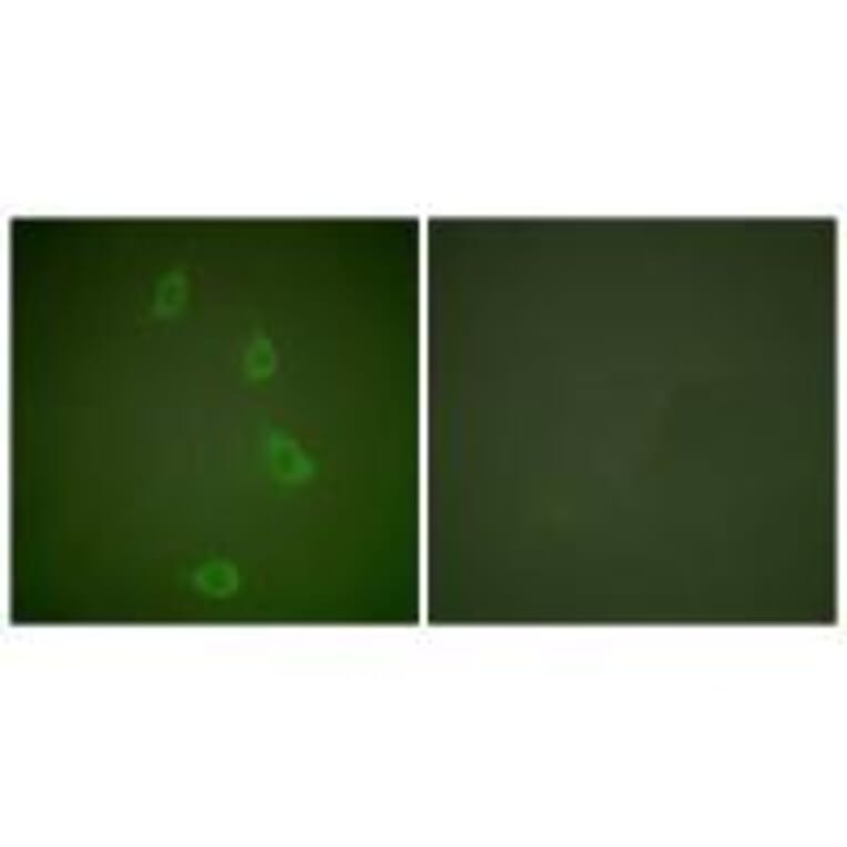 Immunofluorescence - HSP40 Antibody from Signalway Antibody (33407) - Antibodies.com