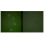 Immunofluorescence - HSP40 Antibody from Signalway Antibody (33407) - Antibodies.com
