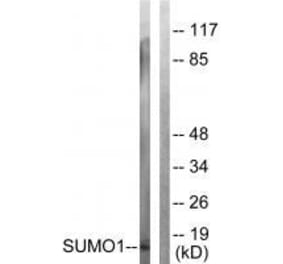 Western blot - Sumo1 Antibody from Signalway Antibody (33525) - Antibodies.com