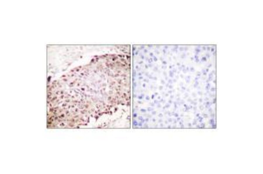 Immunohistochemistry - Sumo1 Antibody from Signalway Antibody (33525) - Antibodies.com