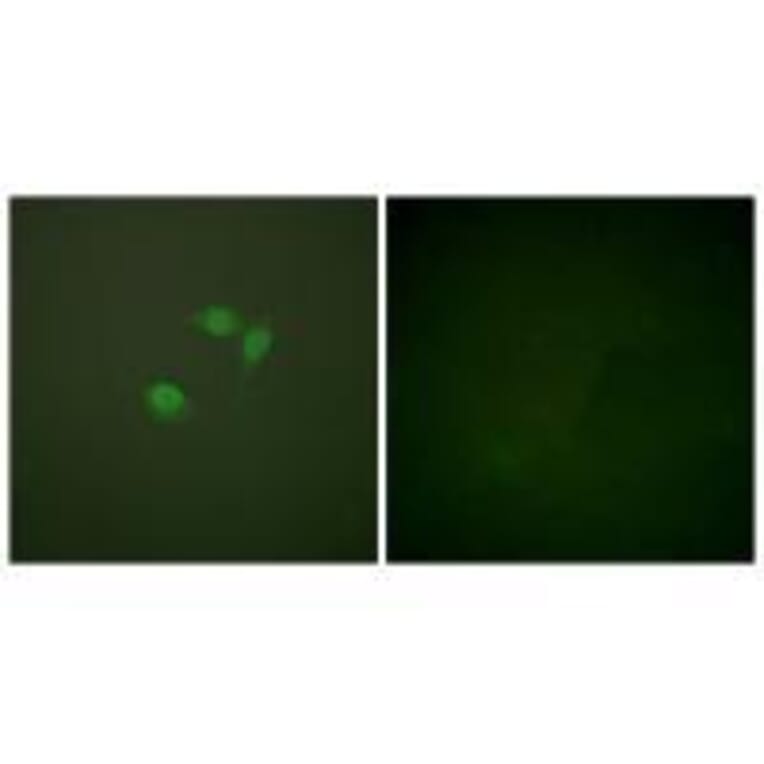 Immunofluorescence - Sumo1 Antibody from Signalway Antibody (33525) - Antibodies.com