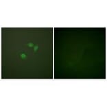 Immunofluorescence - Sumo1 Antibody from Signalway Antibody (33525) - Antibodies.com