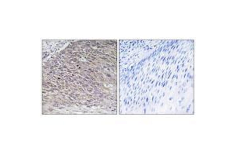 Immunohistochemistry - MAST4 Antibody from Signalway Antibody (33575) - Antibodies.com