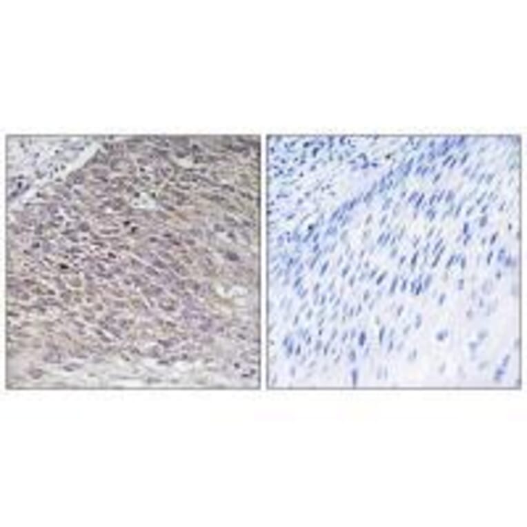 Immunohistochemistry - MAST4 Antibody from Signalway Antibody (33575) - Antibodies.com