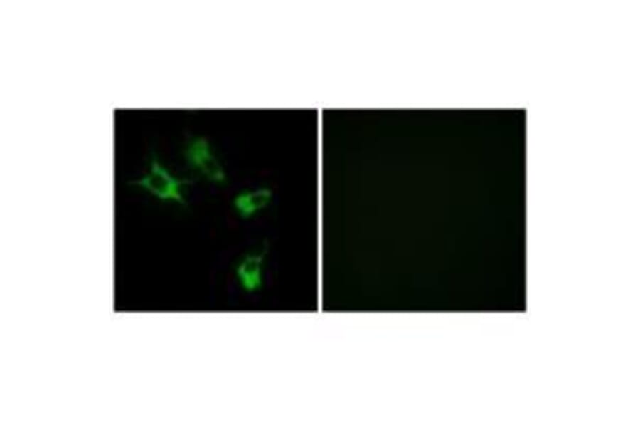 Immunofluorescence - MAST4 Antibody from Signalway Antibody (33575) - Antibodies.com