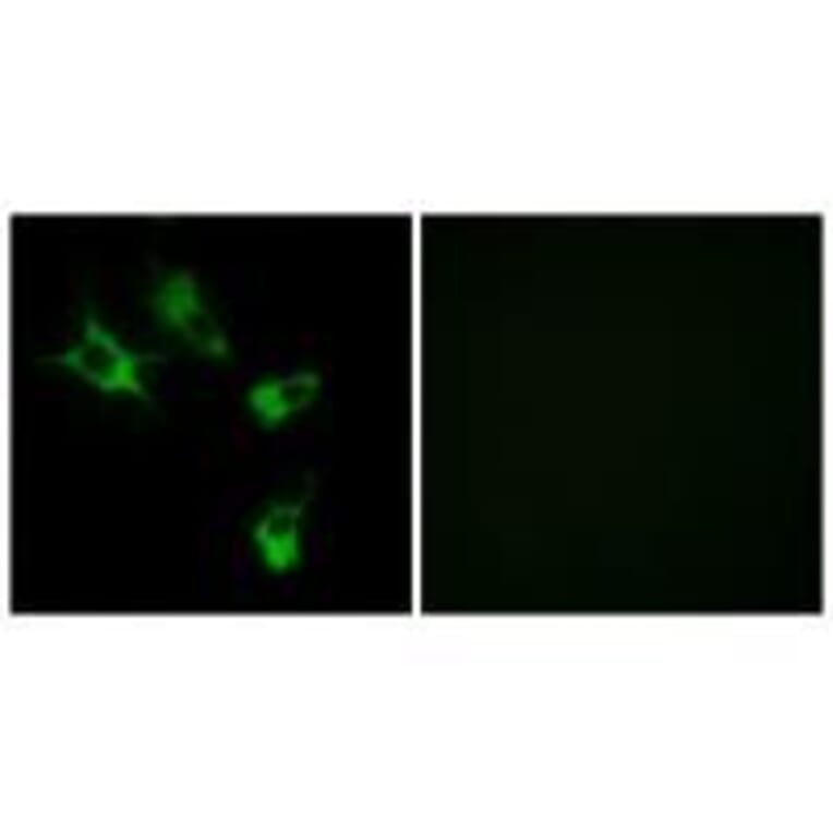 Immunofluorescence - MAST4 Antibody from Signalway Antibody (33575) - Antibodies.com