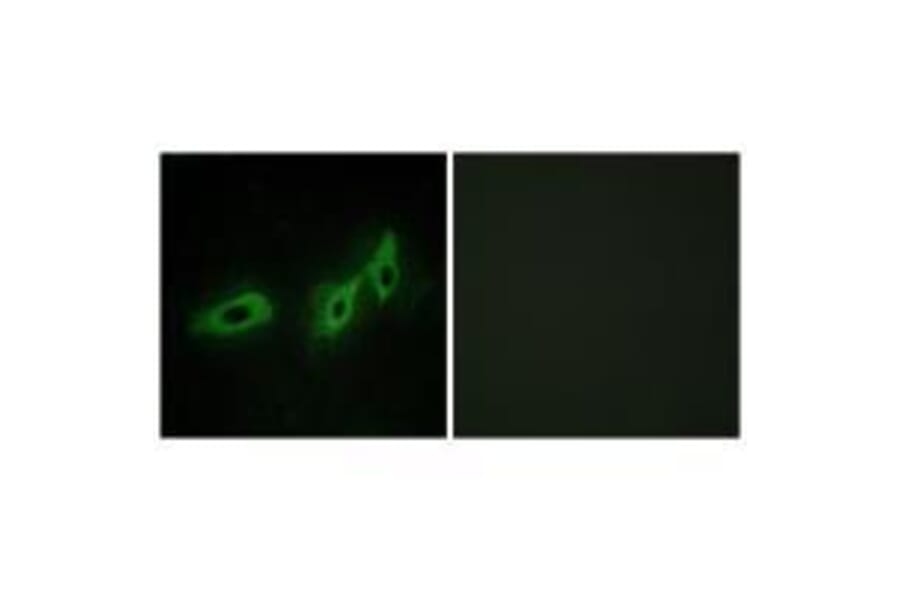 Immunofluorescence - TRI18 Antibody from Signalway Antibody (33578) - Antibodies.com