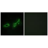 Immunofluorescence - TRI18 Antibody from Signalway Antibody (33578) - Antibodies.com