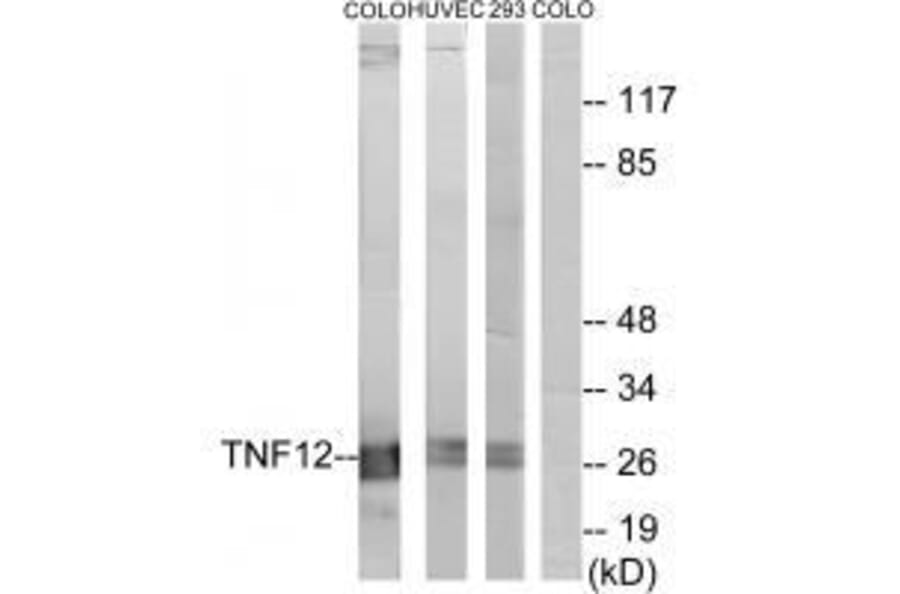 Western blot - TNF12 Antibody from Signalway Antibody (33585) - Antibodies.com