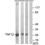 Western blot - TNF12 Antibody from Signalway Antibody (33585) - Antibodies.com
