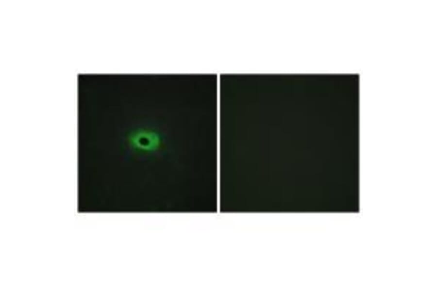 Immunofluorescence - TNF12 Antibody from Signalway Antibody (33585) - Antibodies.com