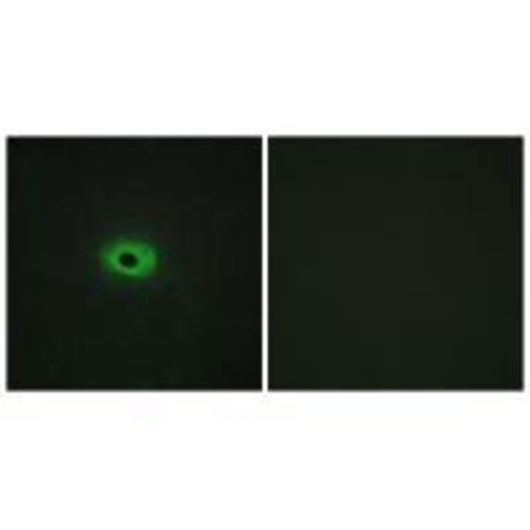 Immunofluorescence - TNF12 Antibody from Signalway Antibody (33585) - Antibodies.com